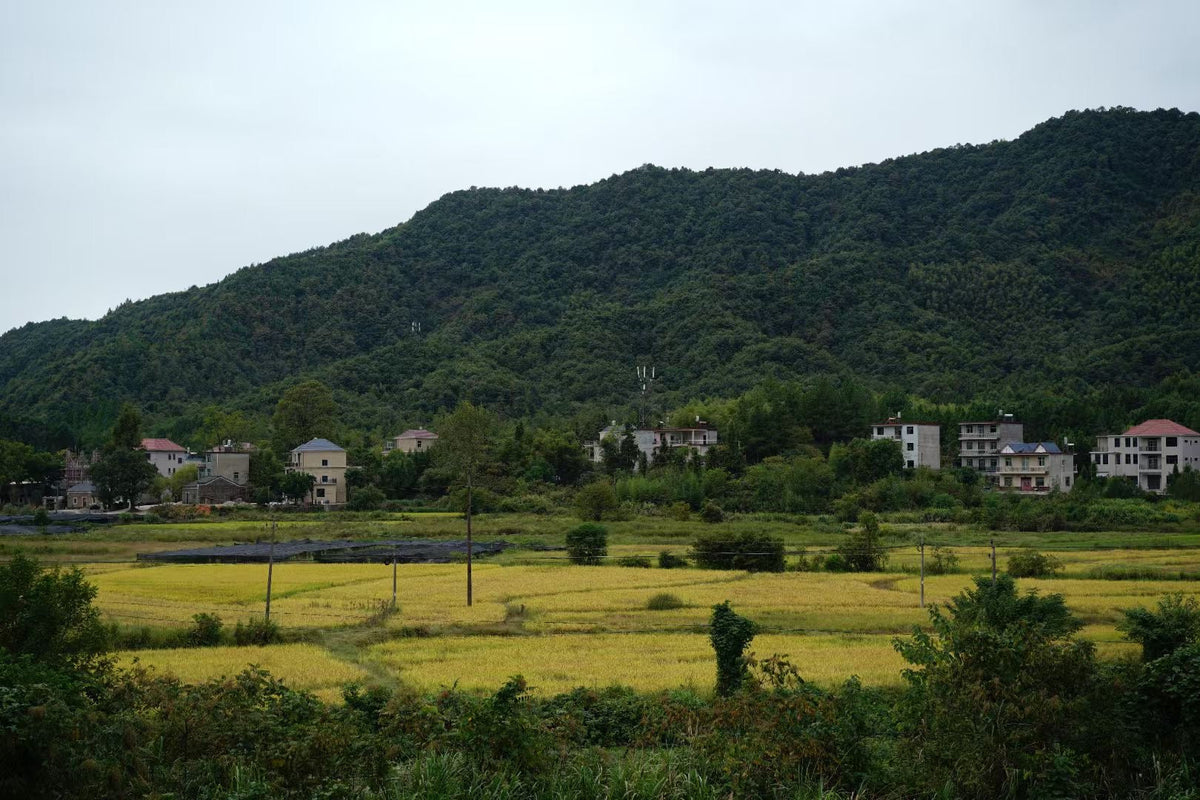 Awaken to Renewal – Spring Equinox Rituals for Mind and Body