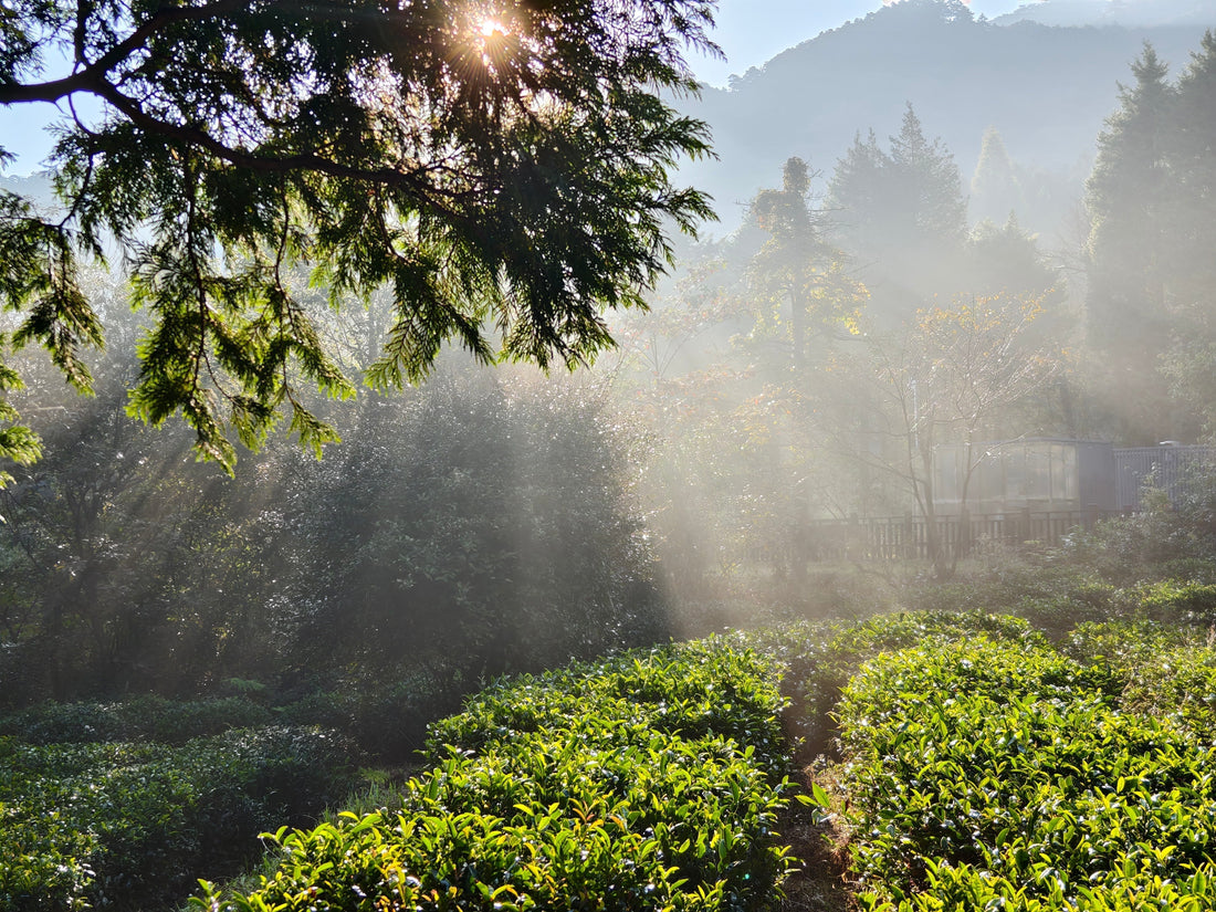 Why Tea Became Central to Chinese Daily Ritual: History, Culture, and Practice