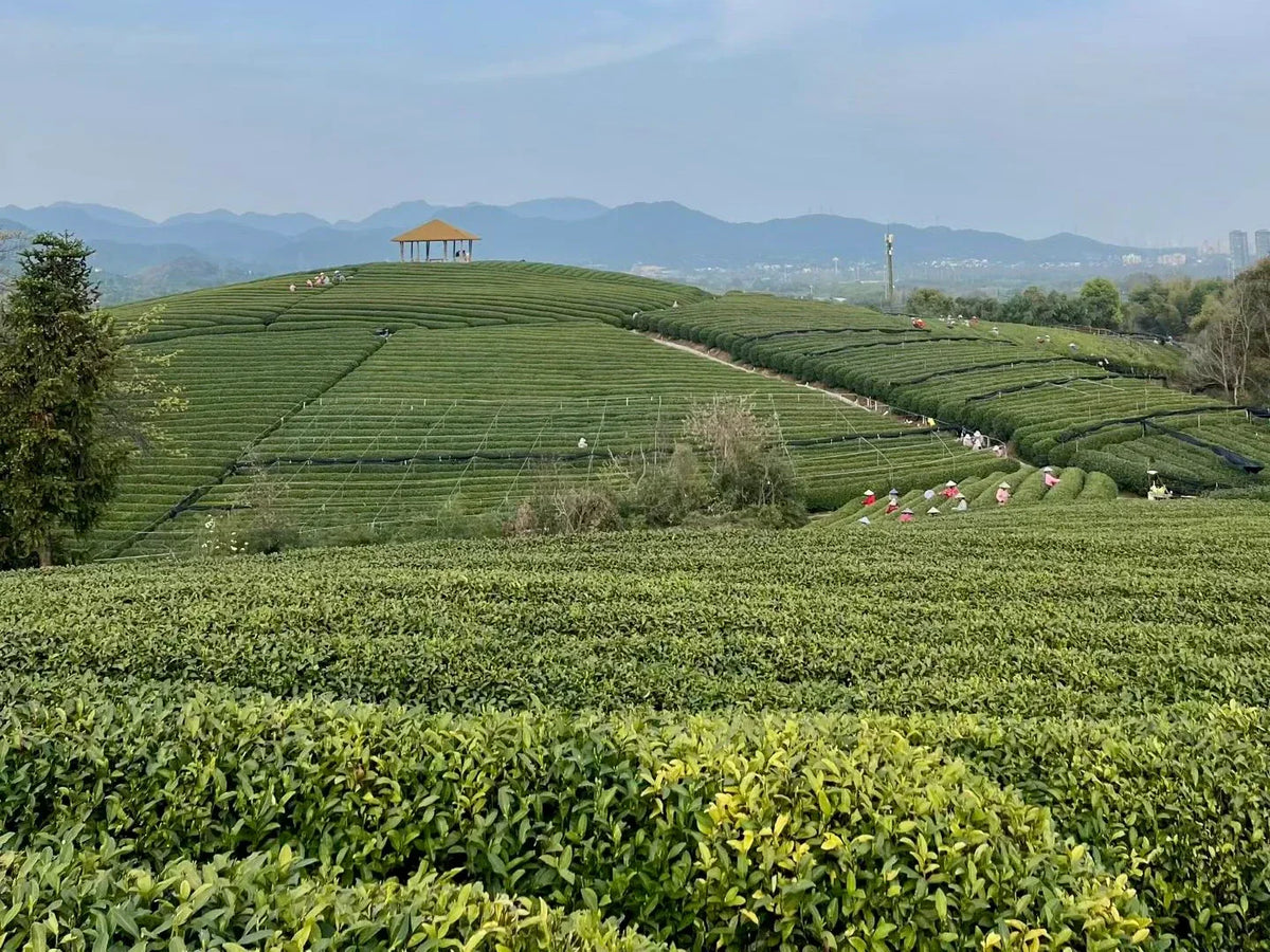 Spring in a Cup: The 24 Solar Terms, Qingming, and the Art of Waking with Nature