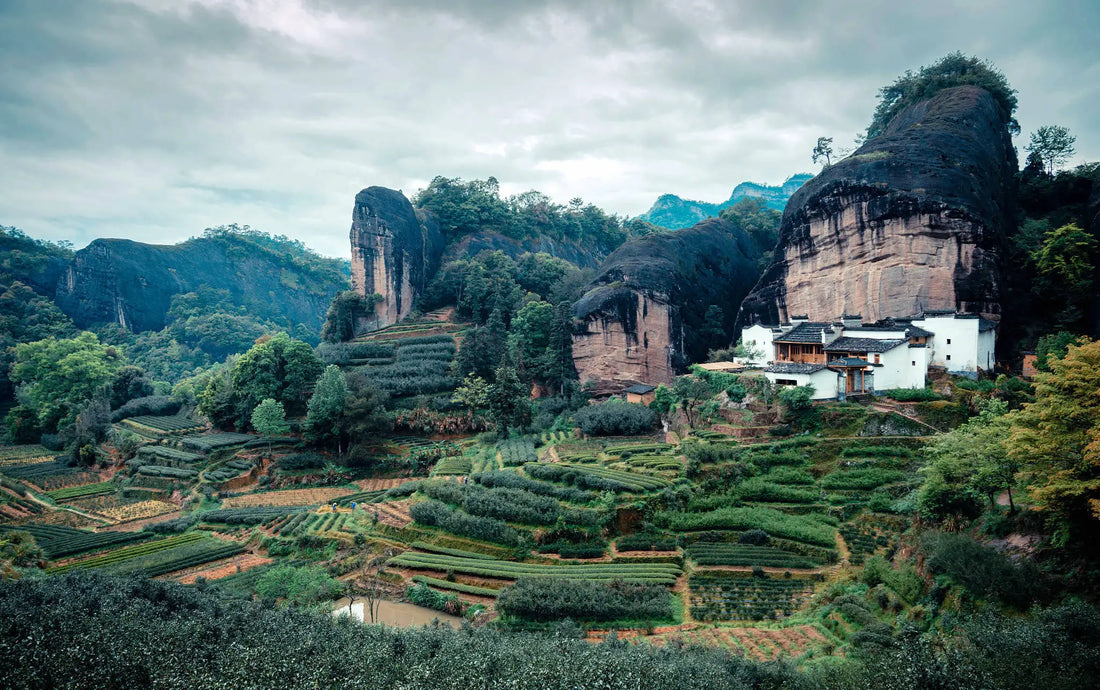 The Ultimate Guide to Wuyi Rock Tea: Cultivars, Roasting, Terroir, and Teaware