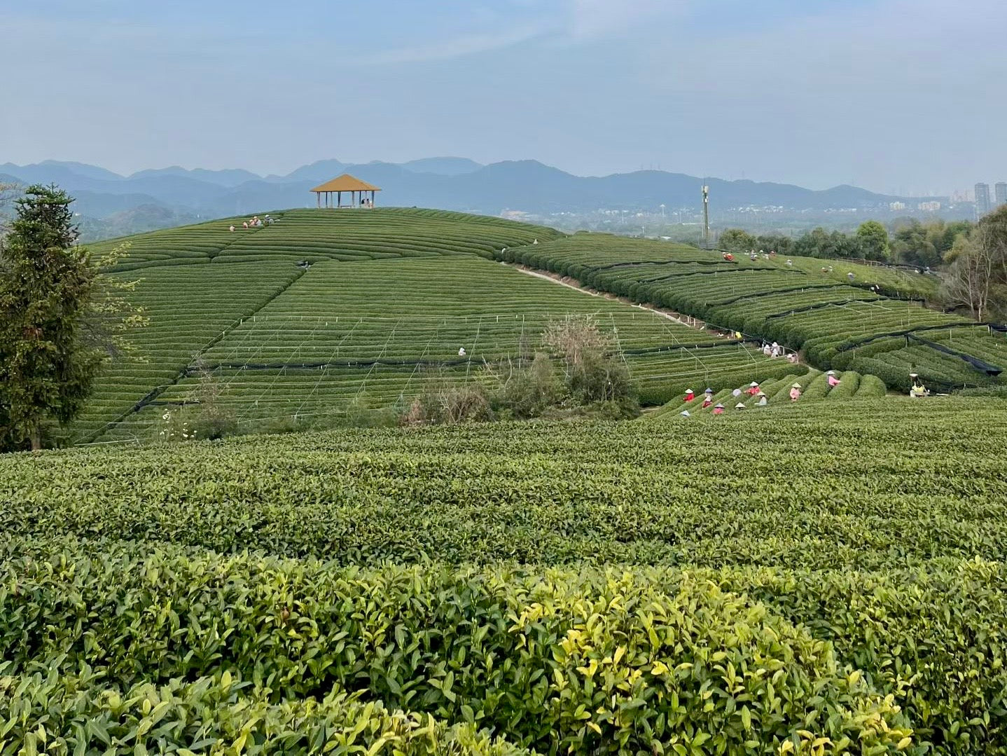 Early Spring Dragon Well Green Tea Sampler | 5g Tasting