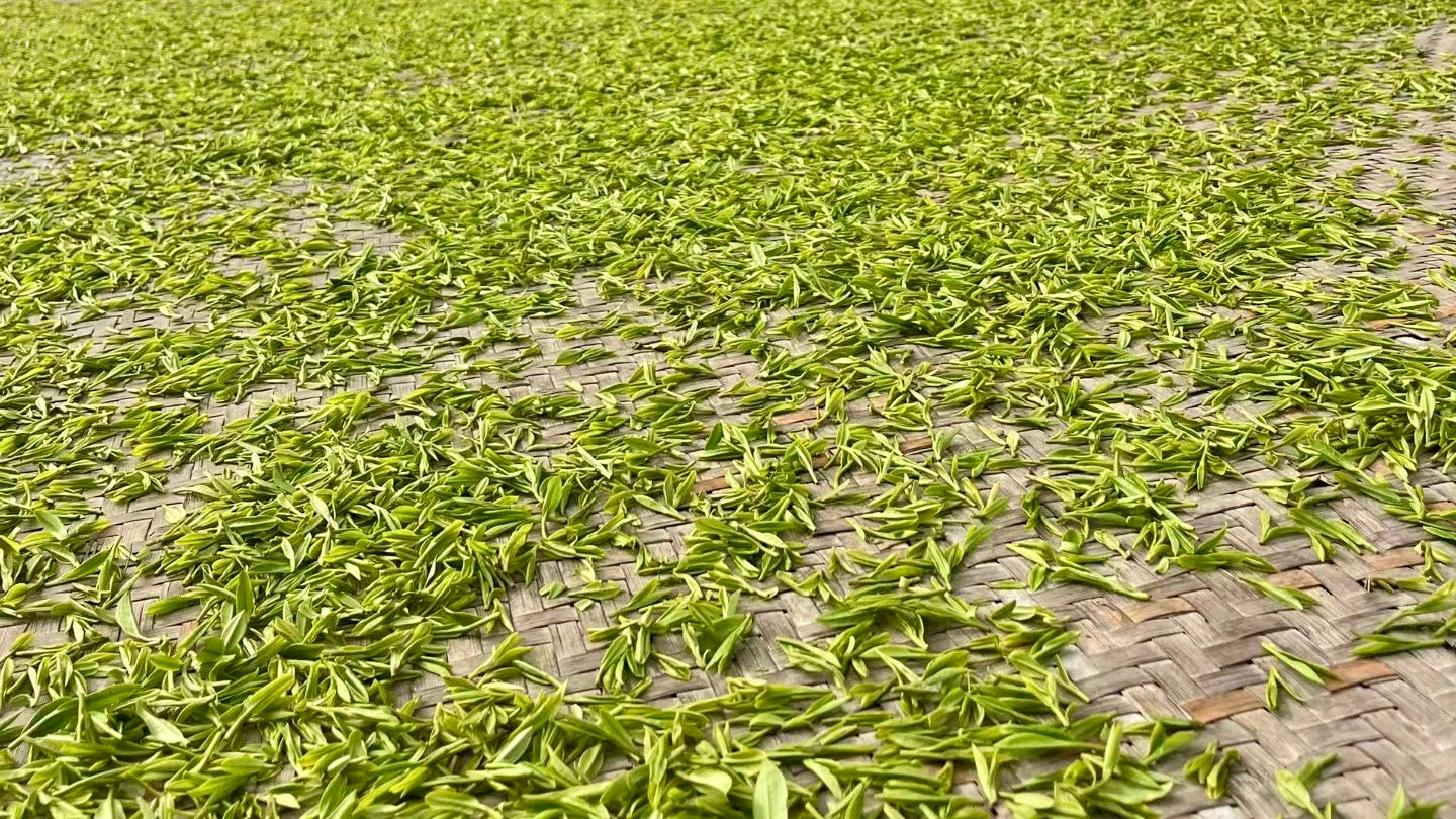 Early Spring Dragon Well Green Tea Sampler | 5g Tasting